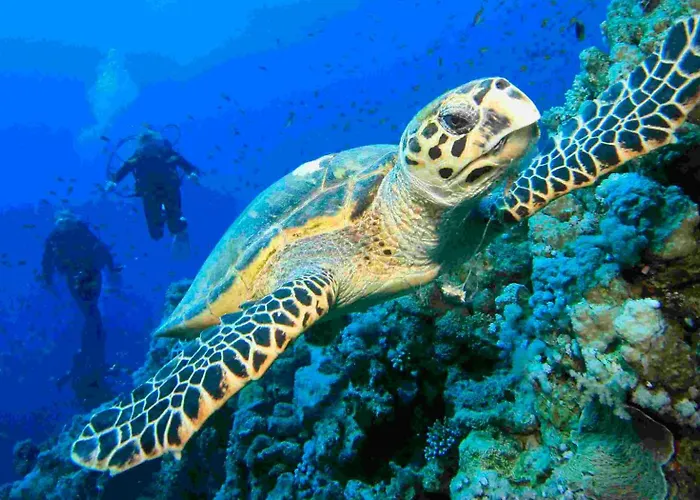Coral Coast Dahab